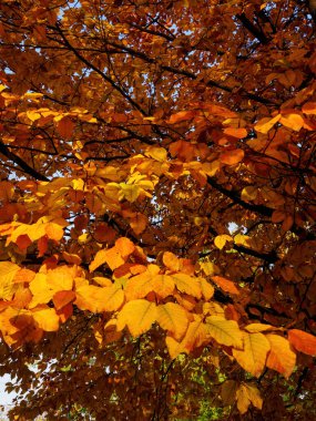Parco Sempione 'de sonbahar, Milano, Lombardiya, İtalya' da halk parkı