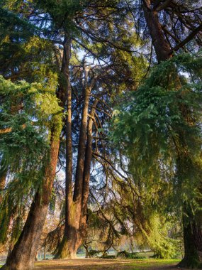Parco Sempione 'de sonbahar, Milano, Lombardiya, İtalya' da halk parkı