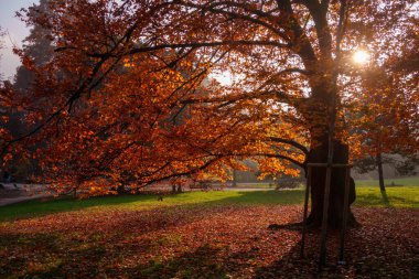 Parco Sempione 'de sonbahar, Milano, Lombardiya, İtalya' da halk parkı