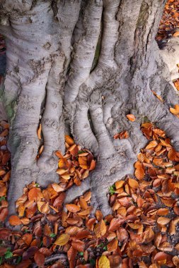 Parco Sempione 'de sonbahar, Milano, Lombardiya, İtalya' da halk parkı