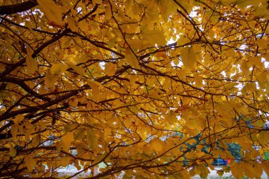 Parco Sempione 'de sonbahar, Milano, Lombardiya, İtalya' da halk parkı