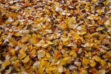 Parco Sempione 'de sonbahar, Milano, Lombardiya, İtalya' da halk parkı