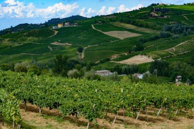 Oltrepo Pavese 'nin üzüm bağları, Pavia ili, Lombardy, İtalya, yaz mevsiminde