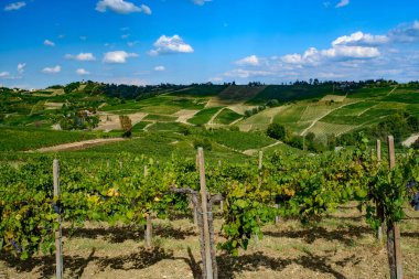 Oltrepo Pavese 'nin üzüm bağları, Pavia ili, Lombardy, İtalya, yaz mevsiminde