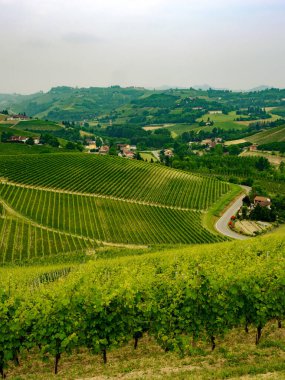 Langhe (Cuneo, Piedmont, İtalya) bahar manzara. Üzüm bağları
