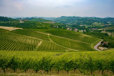 Langhe (Cuneo, Piedmont, İtalya) bahar manzara. Üzüm bağları