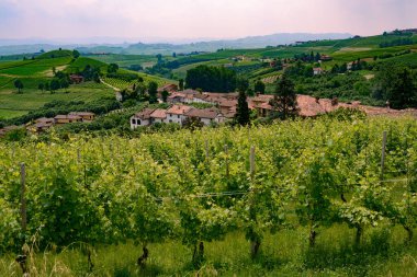 Langhe (Cuneo, Piedmont, İtalya) bahar manzara. Üzüm bağları