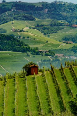 Langhe (Cuneo, Piedmont, İtalya) bahar manzara. Üzüm bağları