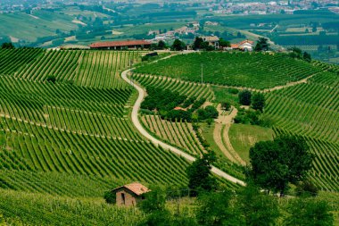 Langhe (Cuneo, Piedmont, İtalya) bahar manzara. Üzüm bağları