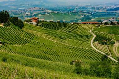 Langhe (Cuneo, Piedmont, İtalya) bahar manzara. Üzüm bağları