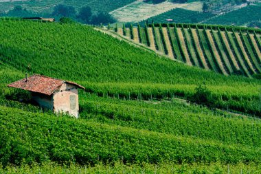 Langhe (Cuneo, Piedmont, İtalya) bahar manzara. Üzüm bağları