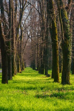 Monza, Brianza, Lombardy, İtalya parkı, kışın sonunda.