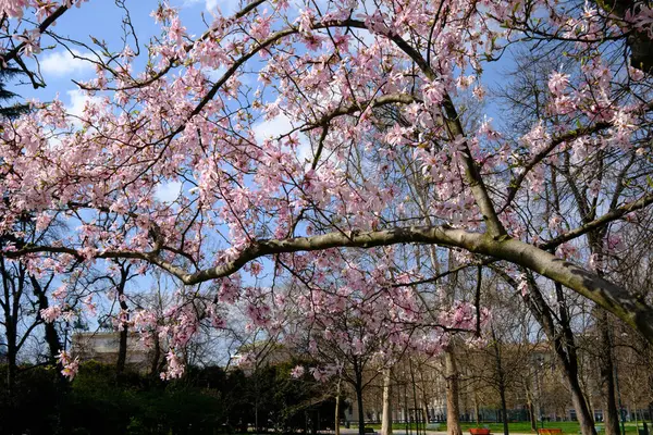 Parco Sempione, İtalya 'nın Milano kentindeki tarihi park, Mart ayında