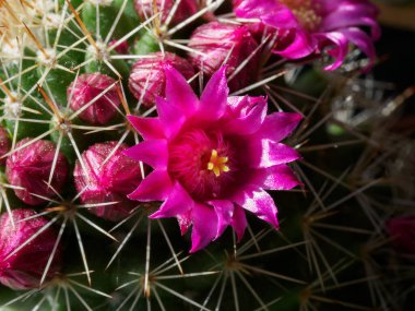 Mammillaria, baharda çiçek açan bir kaktüs.