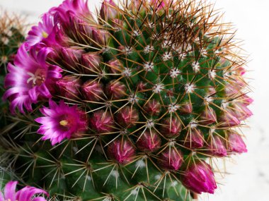 Mammillaria, baharda çiçek açan bir kaktüs.