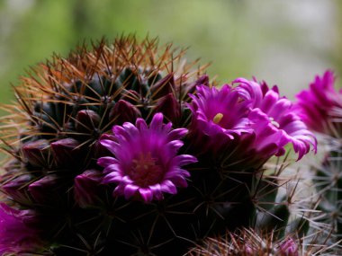 Mammillaria, baharda çiçek açan bir kaktüs.