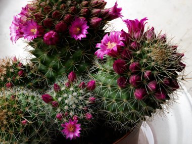 Mammillaria, baharda çiçek açan bir kaktüs.