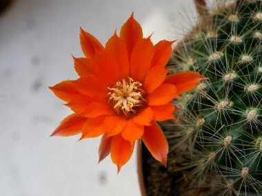 Baharda portakal çiçekli kaktüs (Nisan))