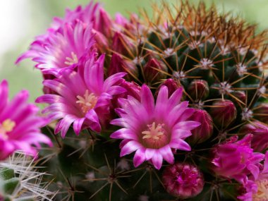 Mammillaria, baharda çiçek açan bir kaktüs.