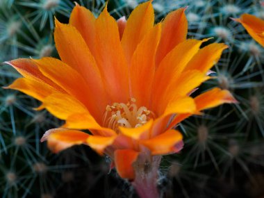 Baharda portakal çiçekli kaktüs (Nisan))