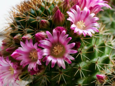 Mammillaria, baharda çiçek açan bir kaktüs.