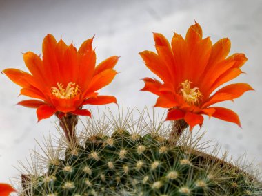 Baharda portakal çiçekli kaktüs (Nisan))