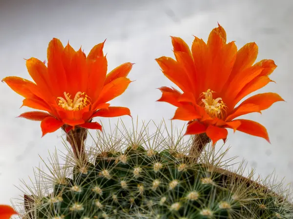 Baharda portakal çiçekli kaktüs (Nisan))