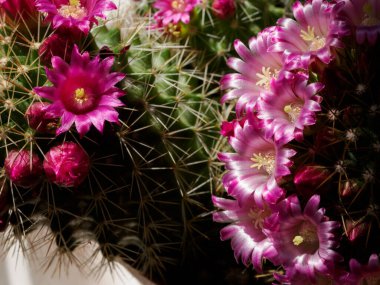 Mammillaria, baharda çiçek açan bir kaktüs.