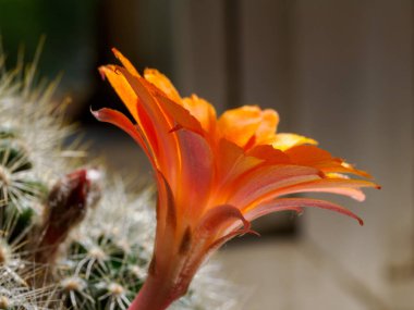 Baharda portakal çiçekli kaktüs (Nisan))