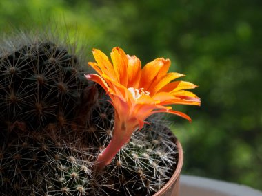 Baharda portakal çiçekli kaktüs (Nisan))