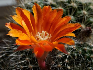 Baharda portakal çiçekli kaktüs (Nisan))