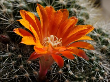 Baharda portakal çiçekli kaktüs (Nisan))