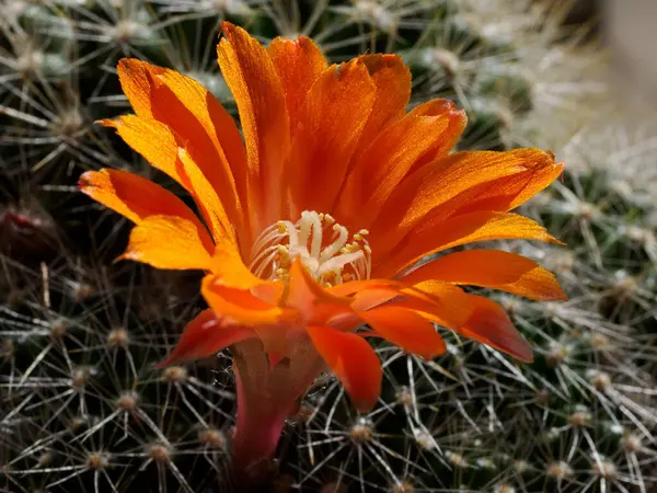 Baharda portakal çiçekli kaktüs (Nisan))