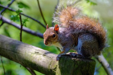 Nisan 'da Monza Parkı' nda sincap, Brianza, Lombardy, İtalya