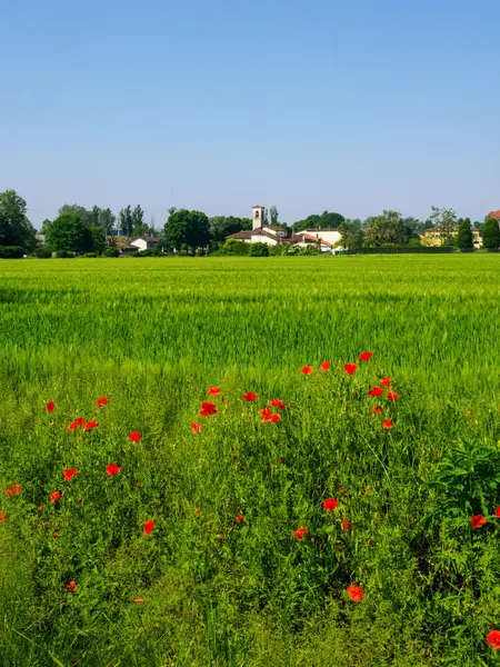 İlkbaharda Milano San Felice, Milan, Lombardy, İtalya 'da kırsal alan