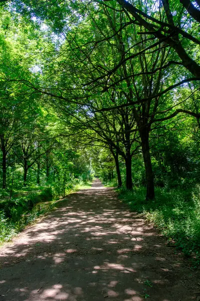 Parco Nord, Milano, Lombardy, İtalya 'daki halk parkı Mayıs ayında.