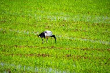 Threskiornis aethiopicus (kutsal aynak) Gaggiano, Milan, Lombardy, İtalya yakınlarındaki Naviglio Grande yakınlarında bir pirinç tarlasında