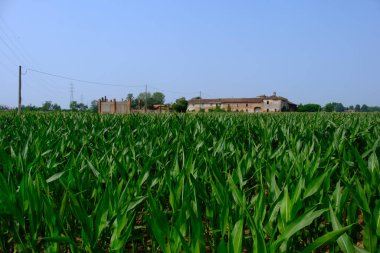 Haziran 'da ABbiategrasso, Milan, Lombardy, İtalya yakınlarındaki kır manzarası