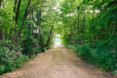 Olevano di Lomellina yolu, Pavia ili, Lombardy, İtalya