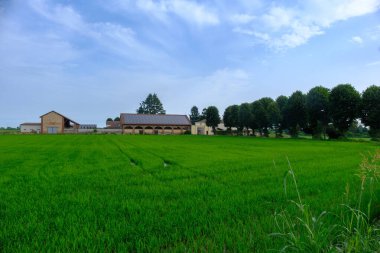 Haziran 'da Castello d Agogna, Pavia, Lombardy, İtalya yakınlarındaki kır manzarası
