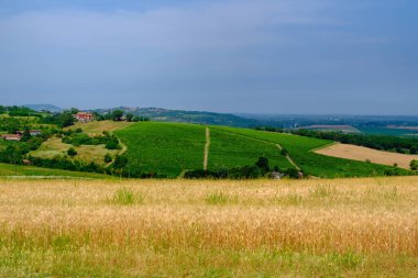 Casale Monferrato yakınlarındaki kırsal alan, Alessandria ili, Piedmont, İtalya