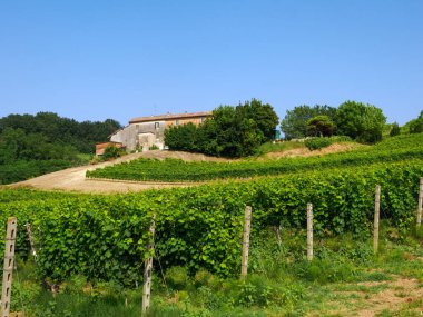 Haziran 'da İtalya' nın Piedmont kentindeki Alice Bel Colle yakınlarındaki Monferrato 'daki üzüm bağları. Unesco Dünya Mirası Sitesi.