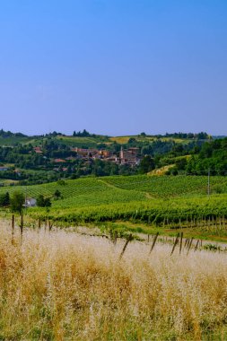 Haziran 'da İtalya' nın Piedmont kentindeki Alice Bel Colle yakınlarındaki Monferrato 'daki üzüm bağları. Unesco Dünya Mirası Sitesi.