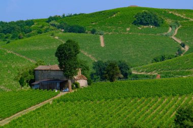 Haziran 'da İtalya' nın Piedmont kentindeki Alice Bel Colle yakınlarındaki Monferrato 'daki üzüm bağları. Unesco Dünya Mirası Sitesi.