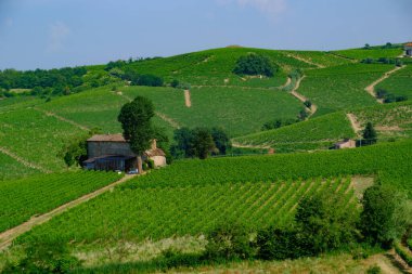 Haziran 'da İtalya' nın Piedmont kentindeki Alice Bel Colle yakınlarındaki Monferrato 'daki üzüm bağları. Unesco Dünya Mirası Sitesi.
