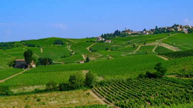 Haziran 'da İtalya' nın Piedmont kentindeki Alice Bel Colle yakınlarındaki Monferrato 'daki üzüm bağları. Unesco Dünya Mirası Sitesi.