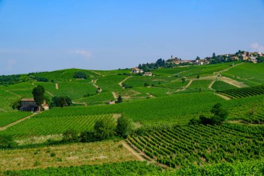 Haziran 'da İtalya' nın Piedmont kentindeki Alice Bel Colle yakınlarındaki Monferrato 'daki üzüm bağları. Unesco Dünya Mirası Sitesi.