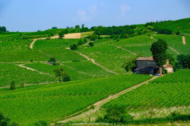 Haziran 'da İtalya' nın Piedmont kentindeki Alice Bel Colle yakınlarındaki Monferrato 'daki üzüm bağları. Unesco Dünya Mirası Sitesi.