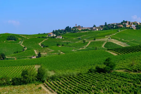 Haziran 'da İtalya' nın Piedmont kentindeki Alice Bel Colle yakınlarındaki Monferrato 'daki üzüm bağları. Unesco Dünya Mirası Sitesi.