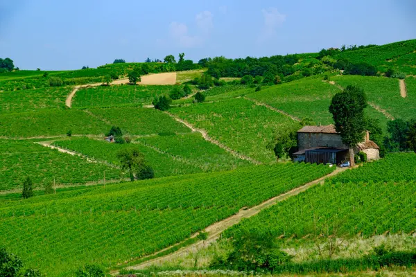 Haziran 'da İtalya' nın Piedmont kentindeki Alice Bel Colle yakınlarındaki Monferrato 'daki üzüm bağları. Unesco Dünya Mirası Sitesi.